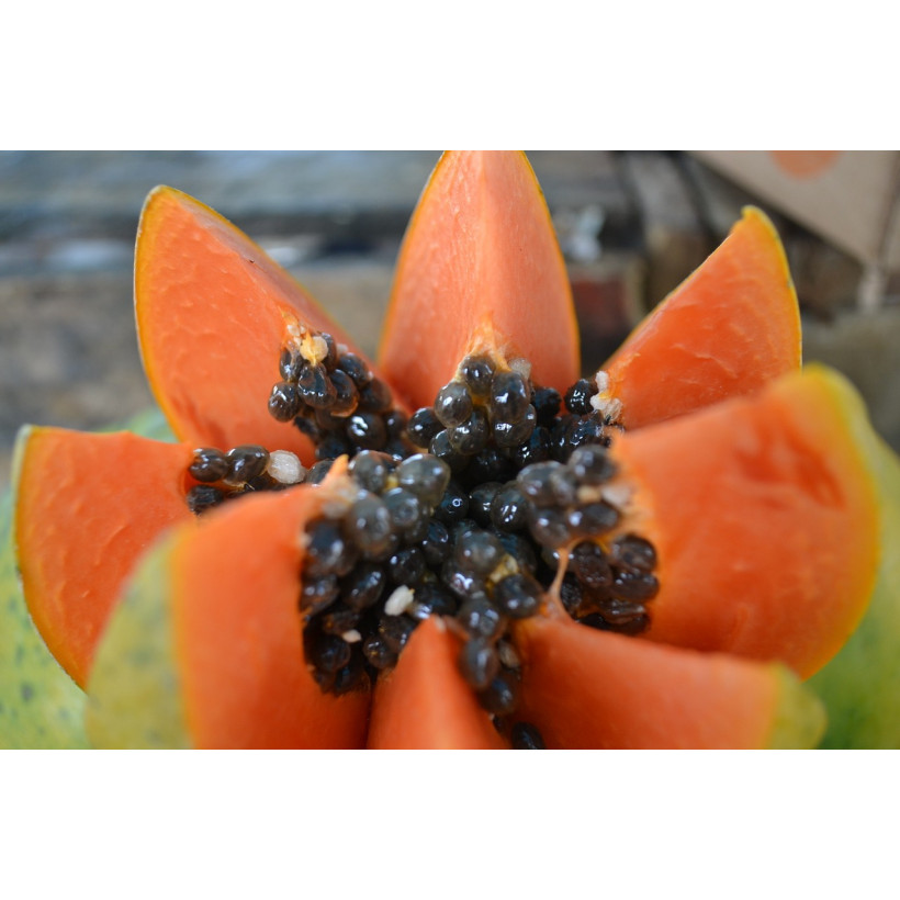 Papaya