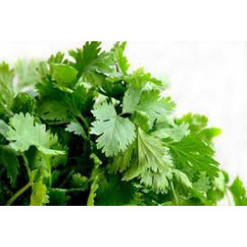 Cilantro