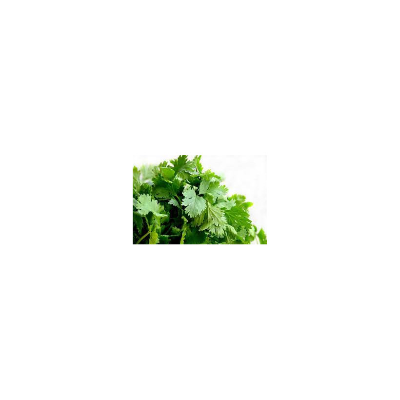 Cilantro