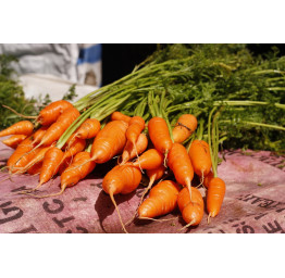 Zanahorias